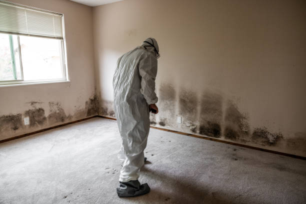 Best Black Mold Removal  in Silver Lakes, CA